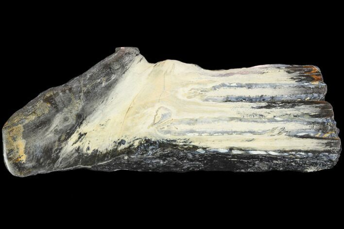 Polished Mammoth Molar Section - South Carolina #125557